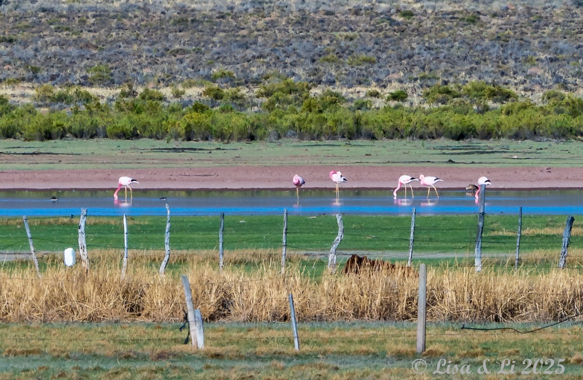Andean Flamingo - ML645226910