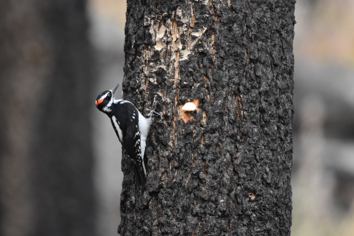Hairy Woodpecker - ML645226911