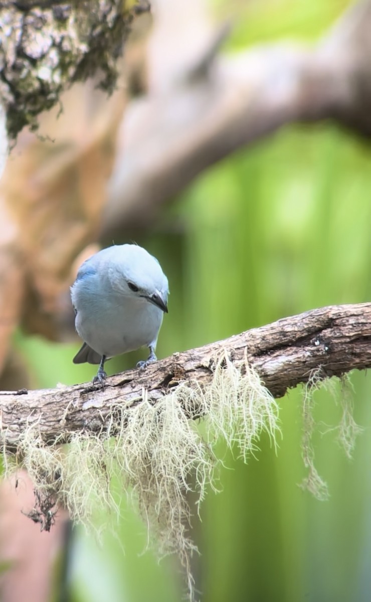 Blue-gray Tanager - ML645226913
