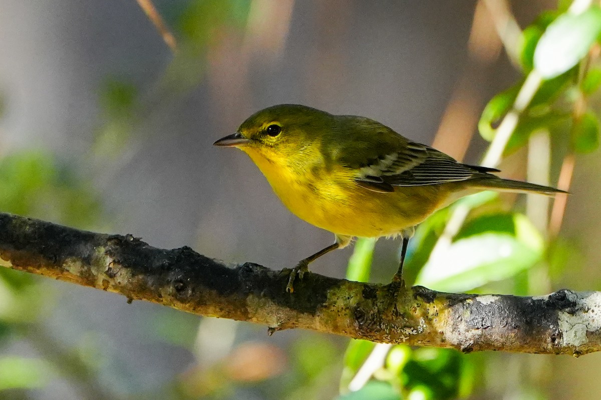 Pine Warbler - ML645226915