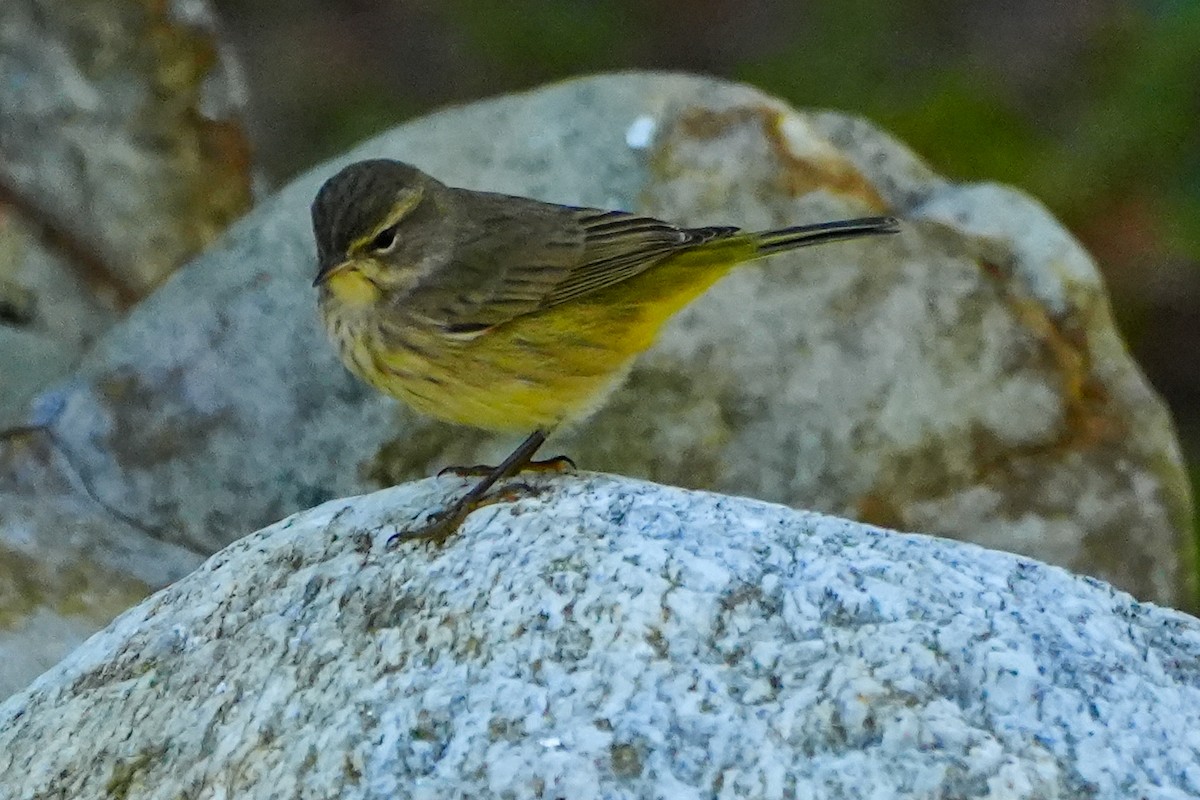 Palm Warbler - ML645226918
