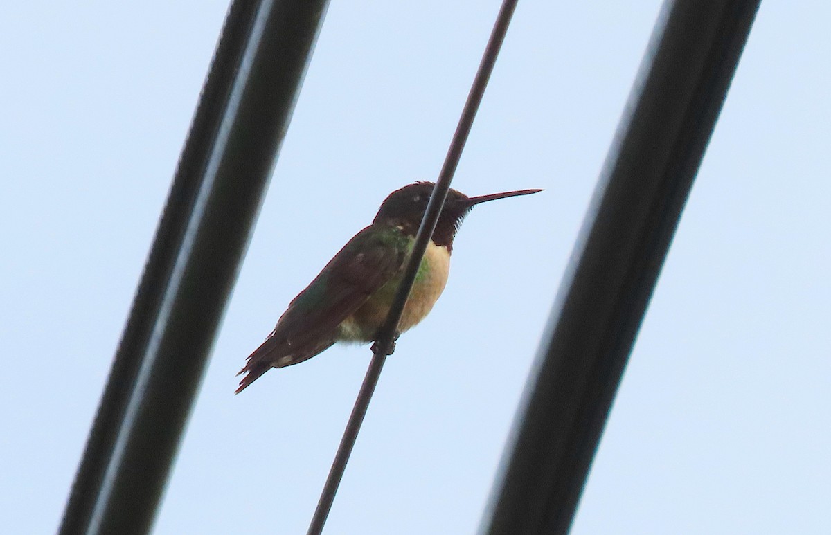 Ruby-throated Hummingbird - ML645226919