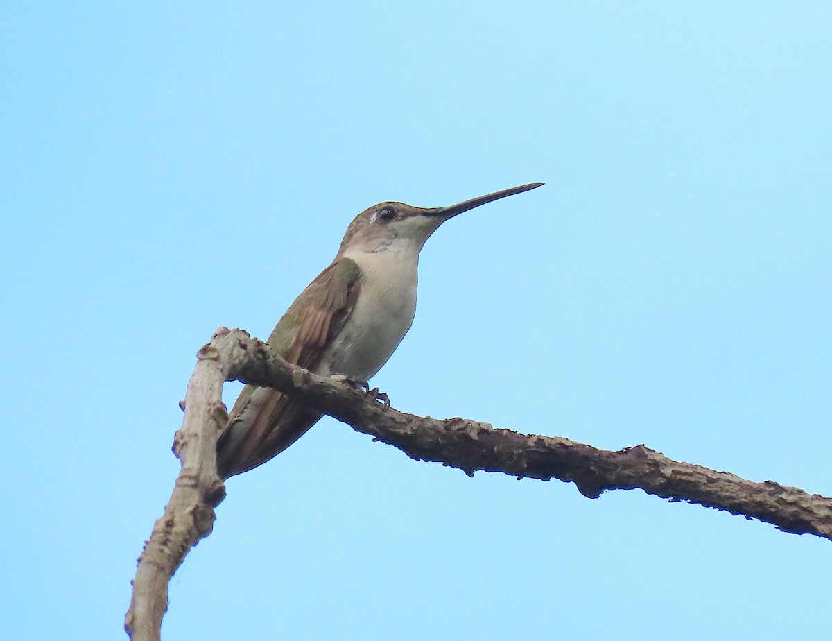 Ruby-throated Hummingbird - ML645226920