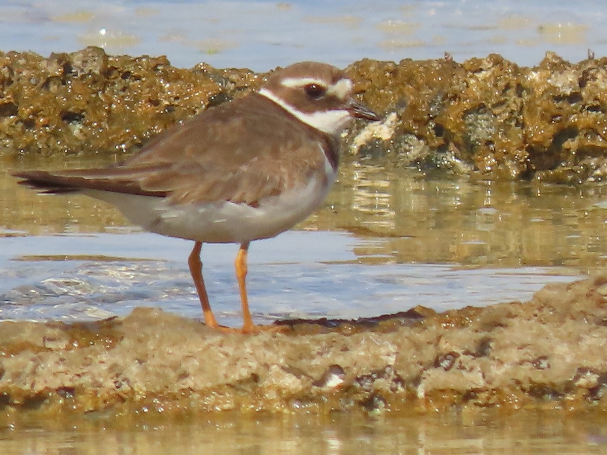 Common Ringed Plover - ML645226925