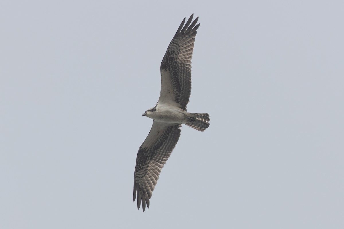 魚鷹(carolinensis) - ML645226940