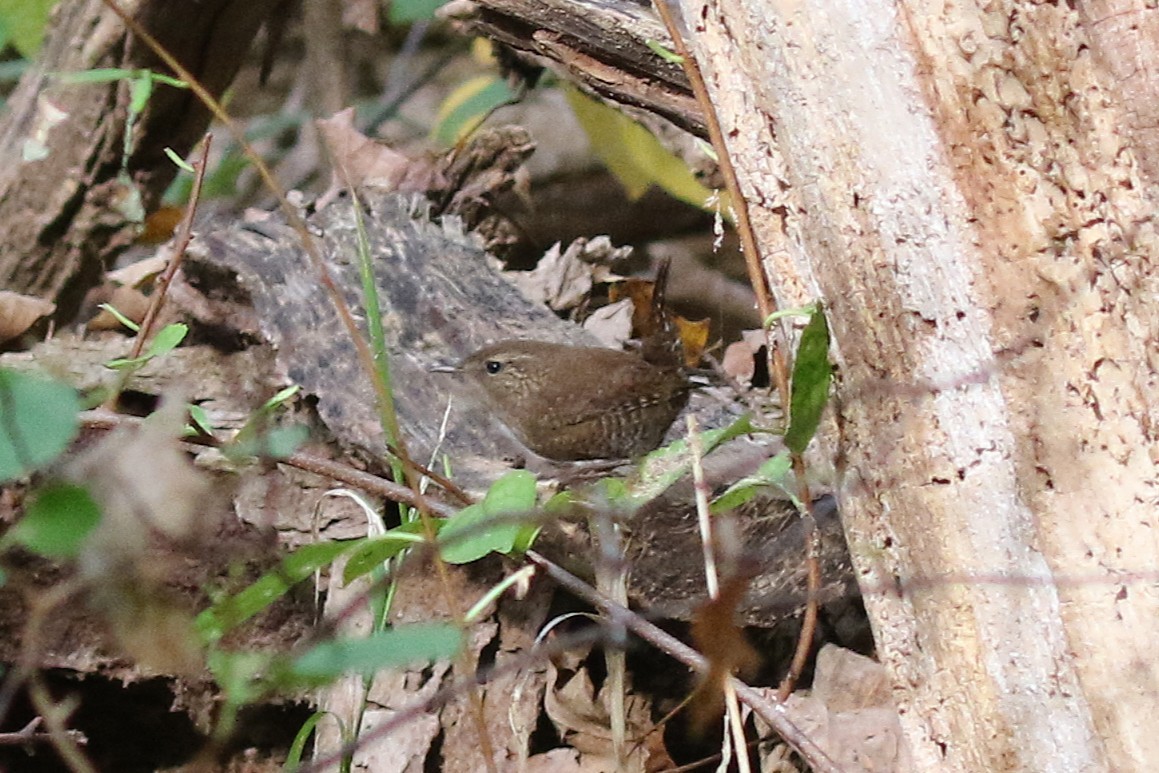 střízlík kanadský - ML645226941