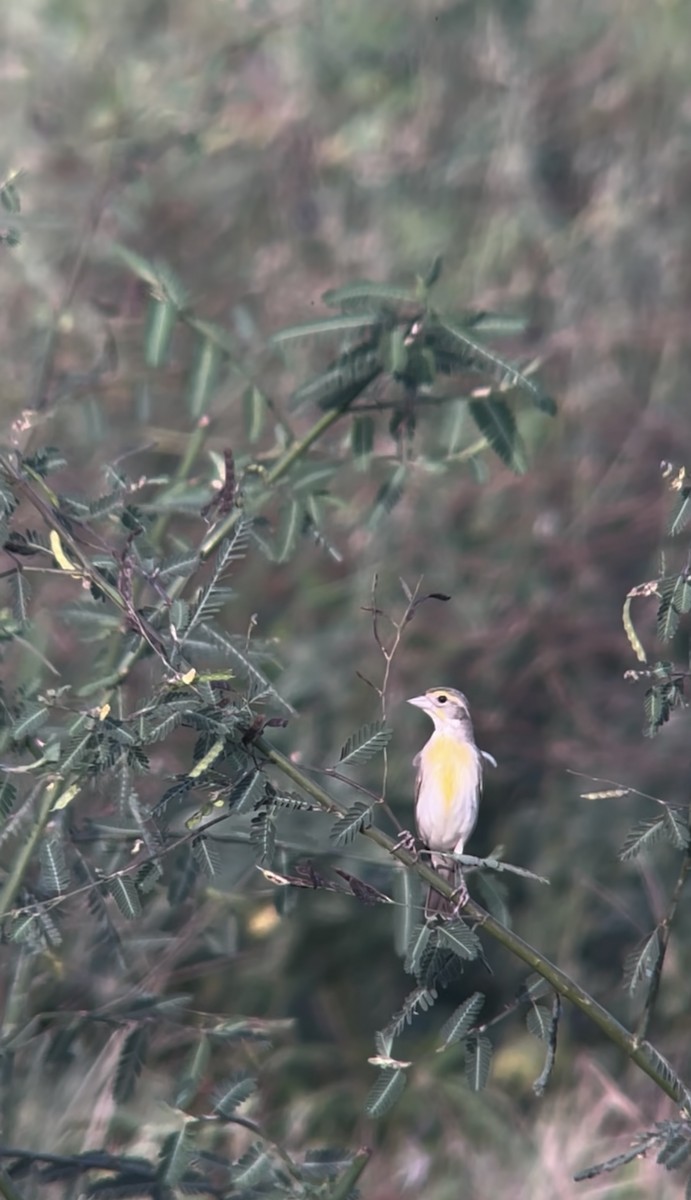 Dickcissel - ML645226942