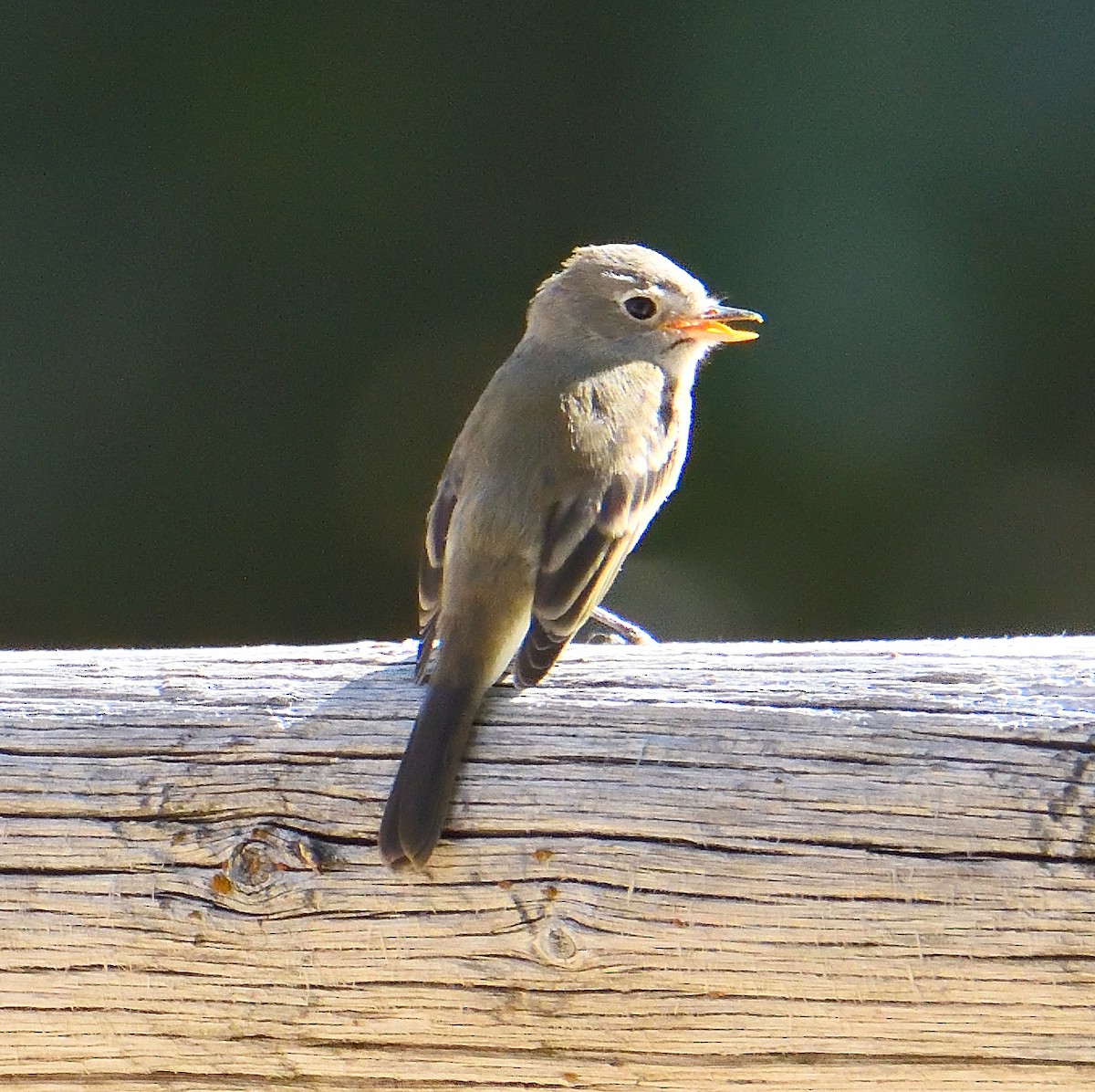 vestpivi - ML645226953