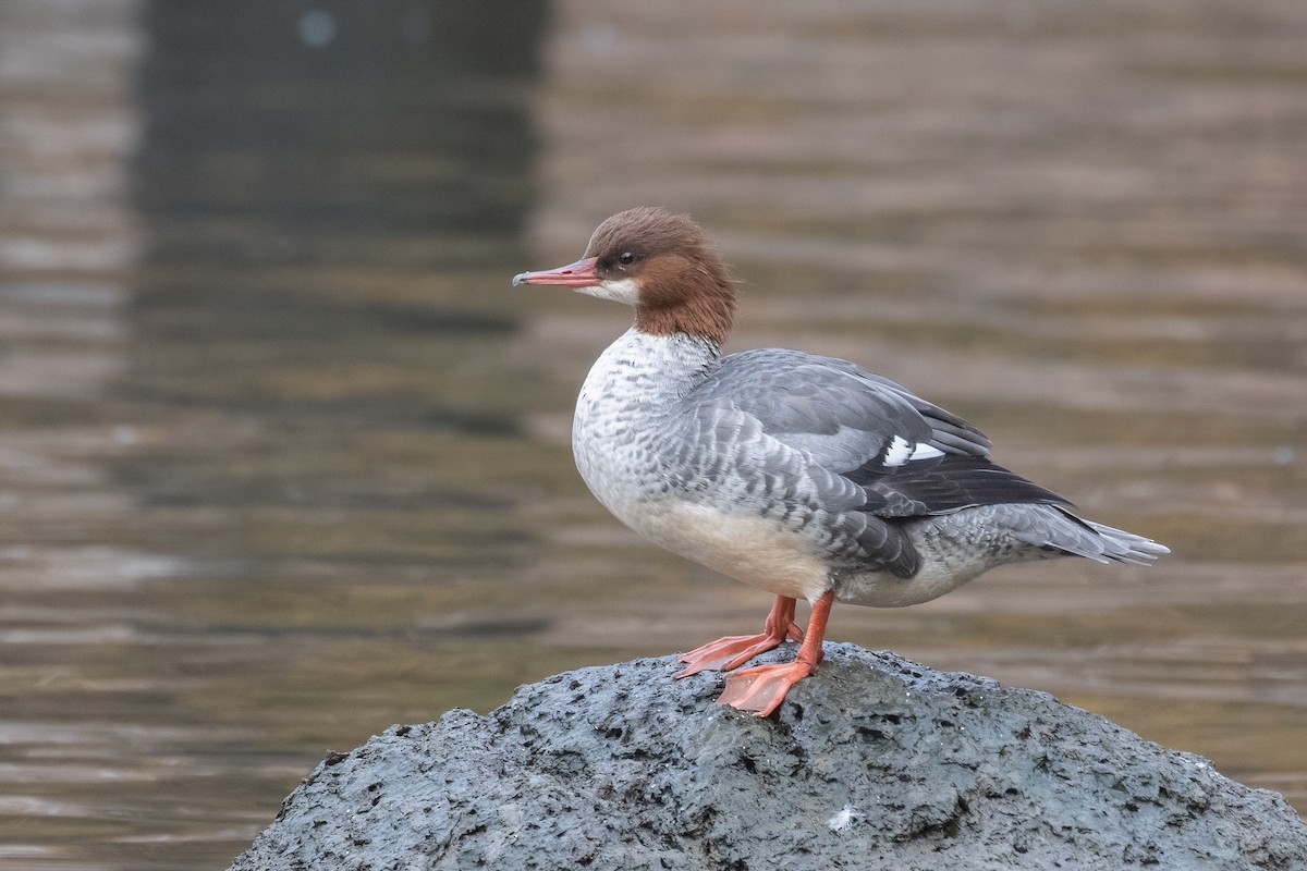川秋沙 - ML645226959