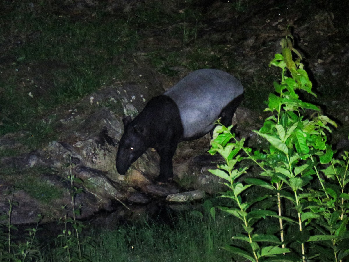 Schabrackentapir - ML645226962