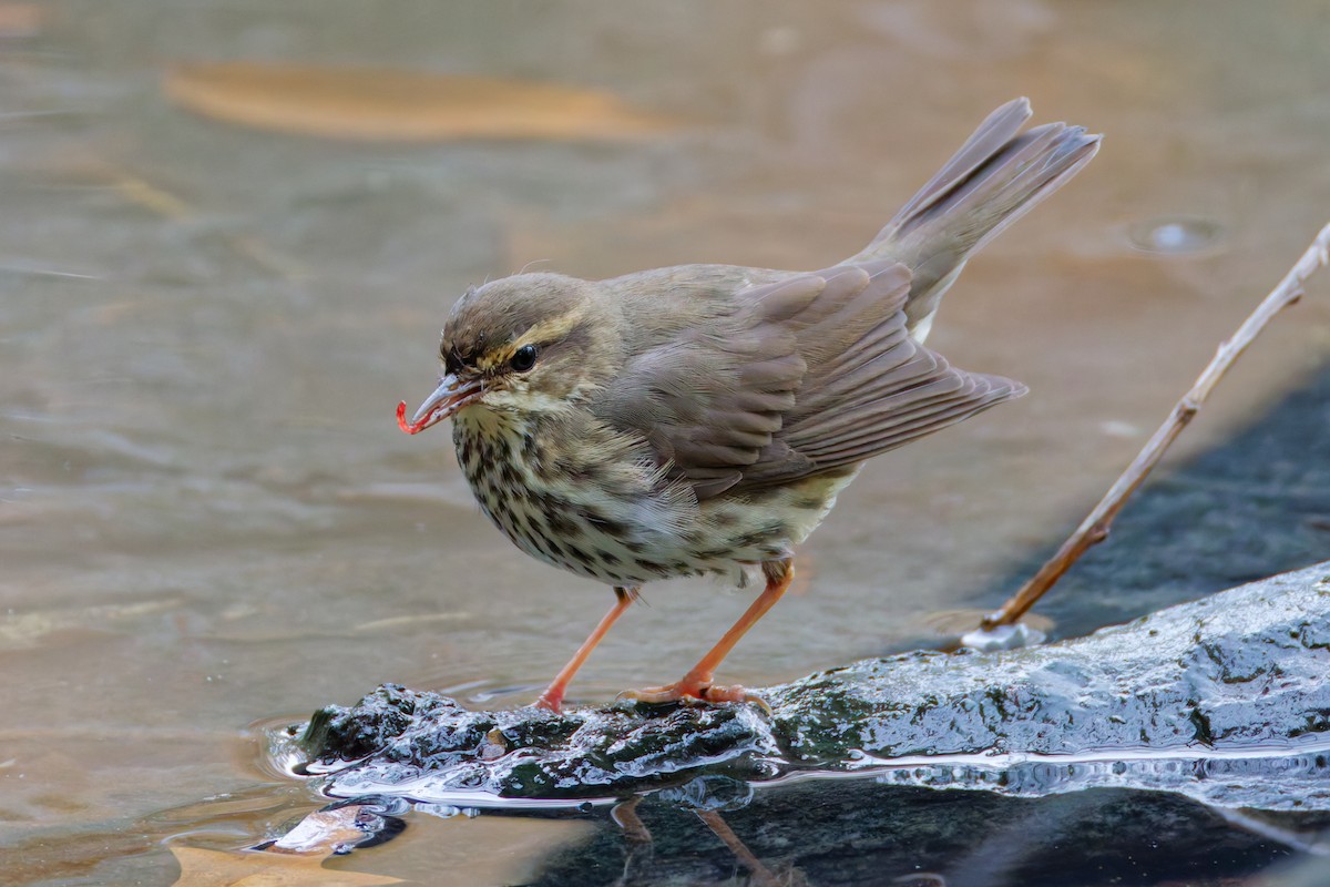 Northern Waterthrush - ML645226997