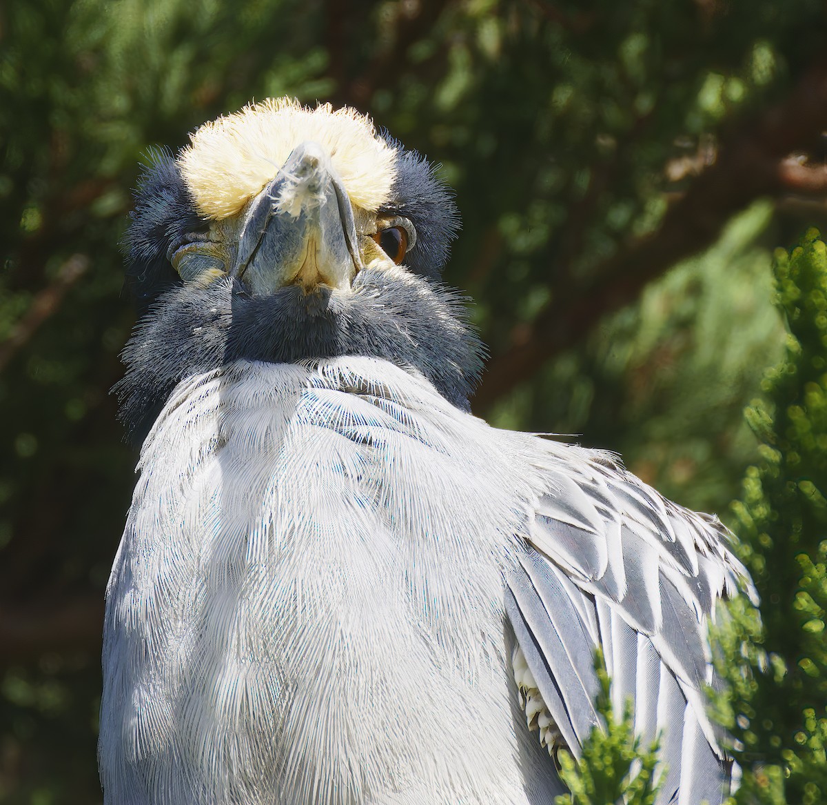 Крабовая кваква - ML645227000