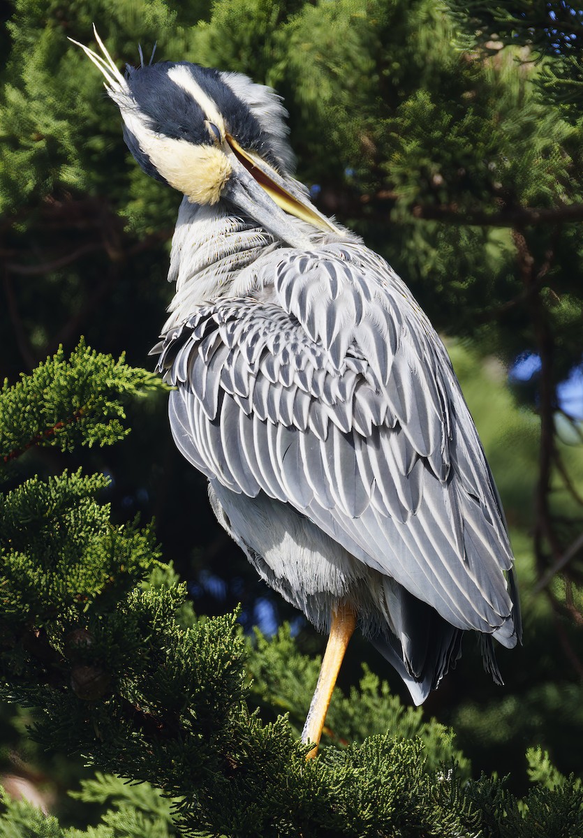 Крабовая кваква - ML645227002