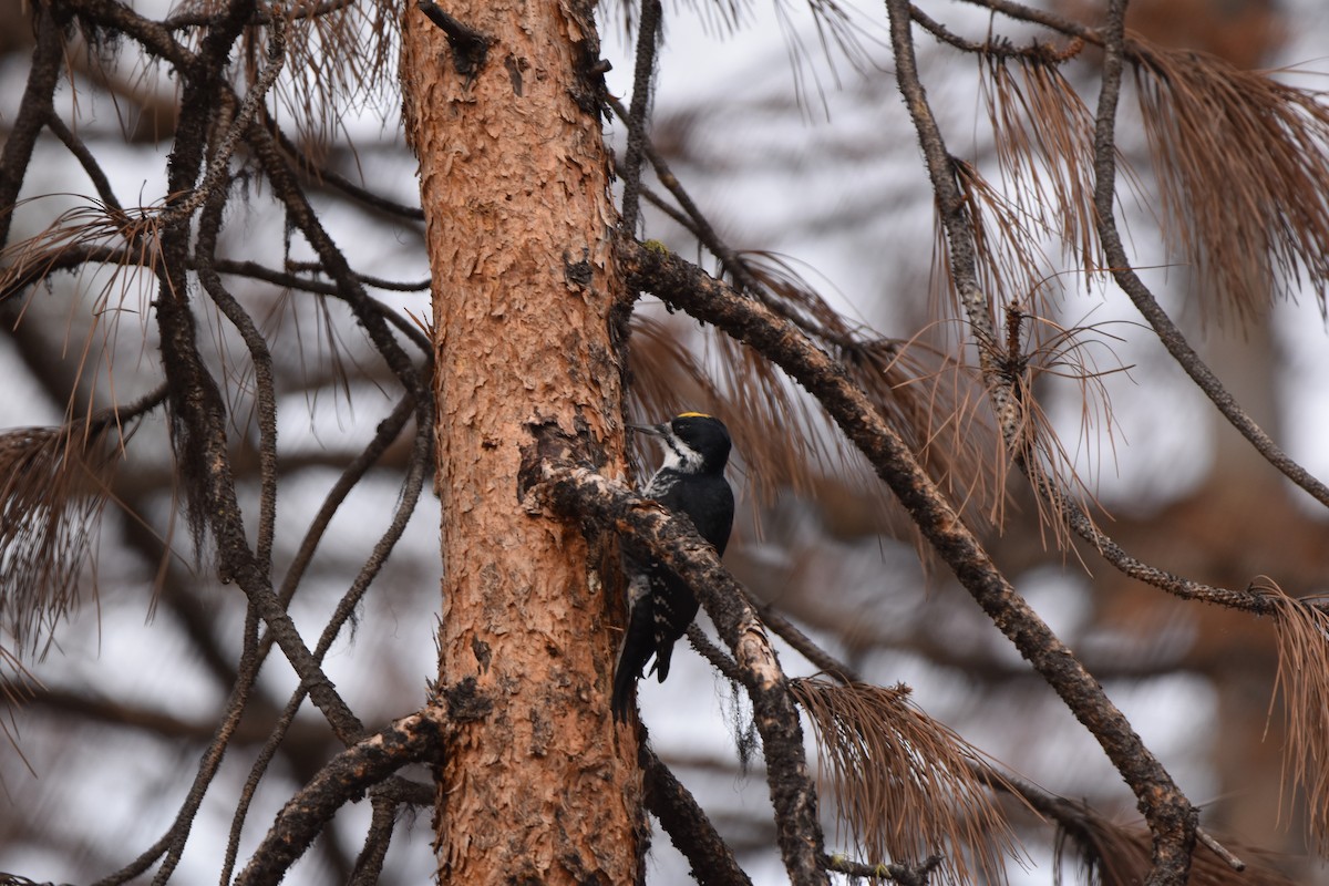Black-backed Woodpecker - ML645227027