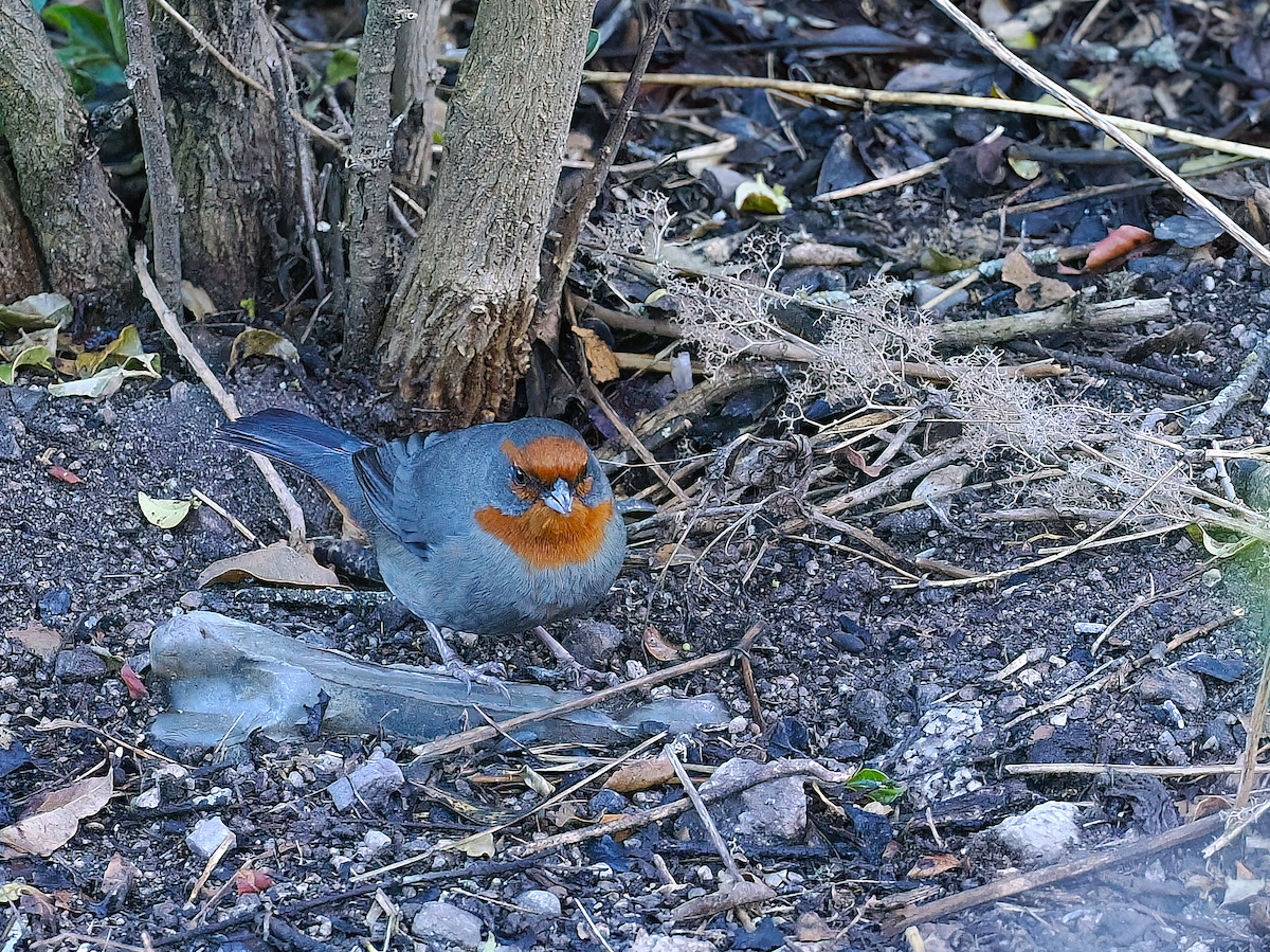 Tucuman Mountain Finch - ML645227030
