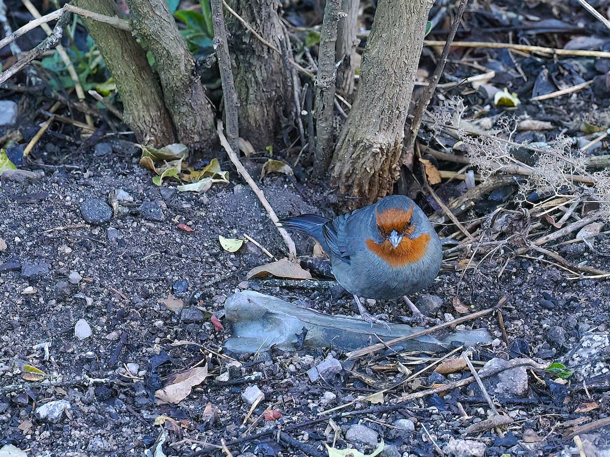 Tucuman Mountain Finch - ML645227031