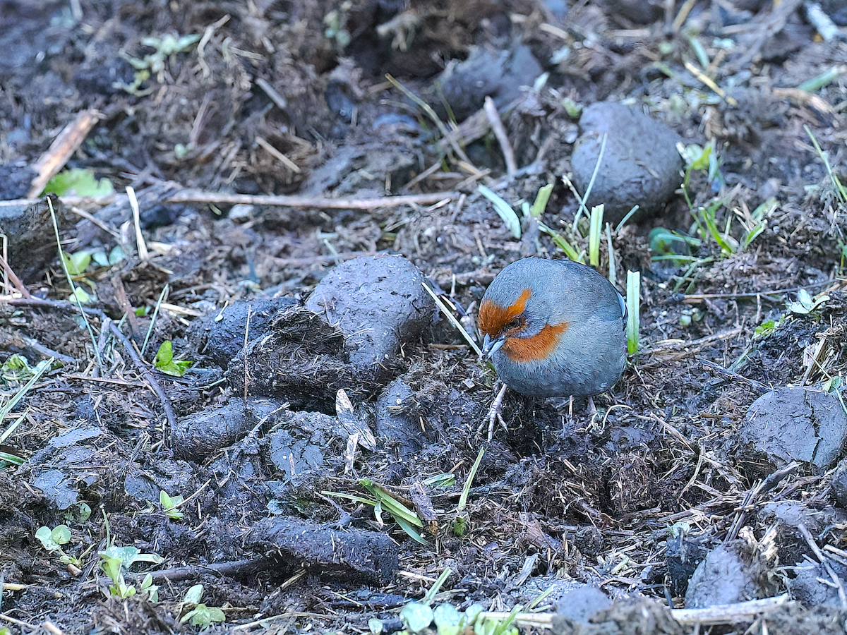 Tucuman Mountain Finch - ML645227032