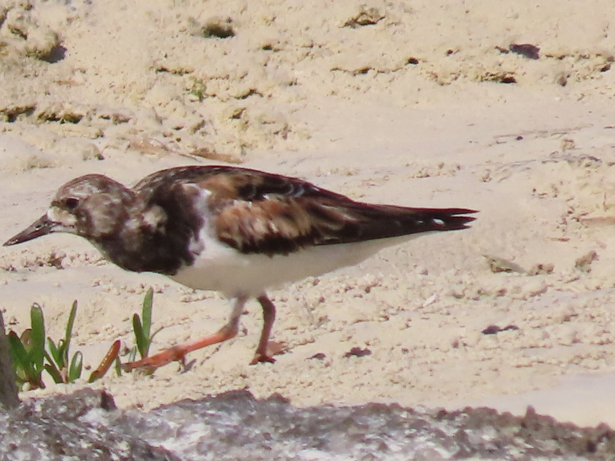Ruddy Turnstone - ML645227034
