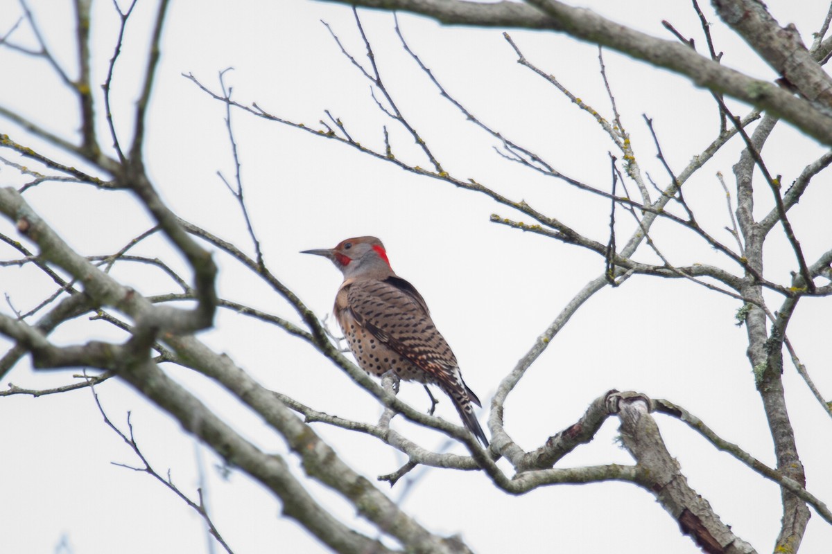 datel zlatý (ssp. luteus x cafer) - ML645227045