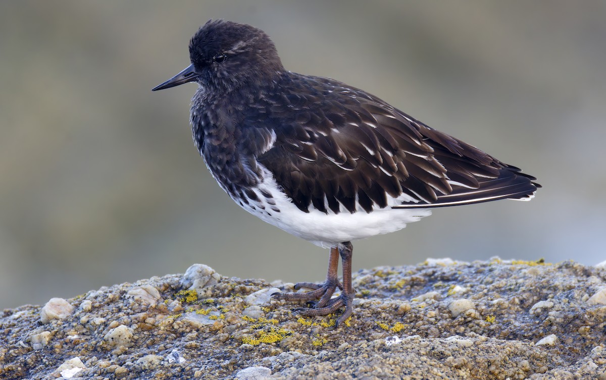 Чёрная камнешарка - ML645227046