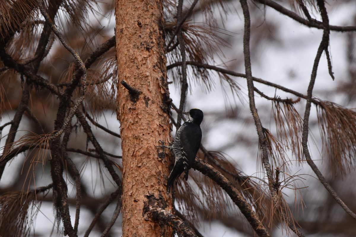 Black-backed Woodpecker - ML645227048