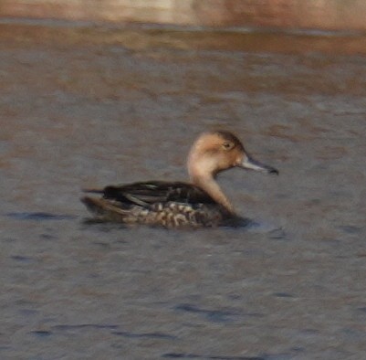 Northern Pintail - ML645227052