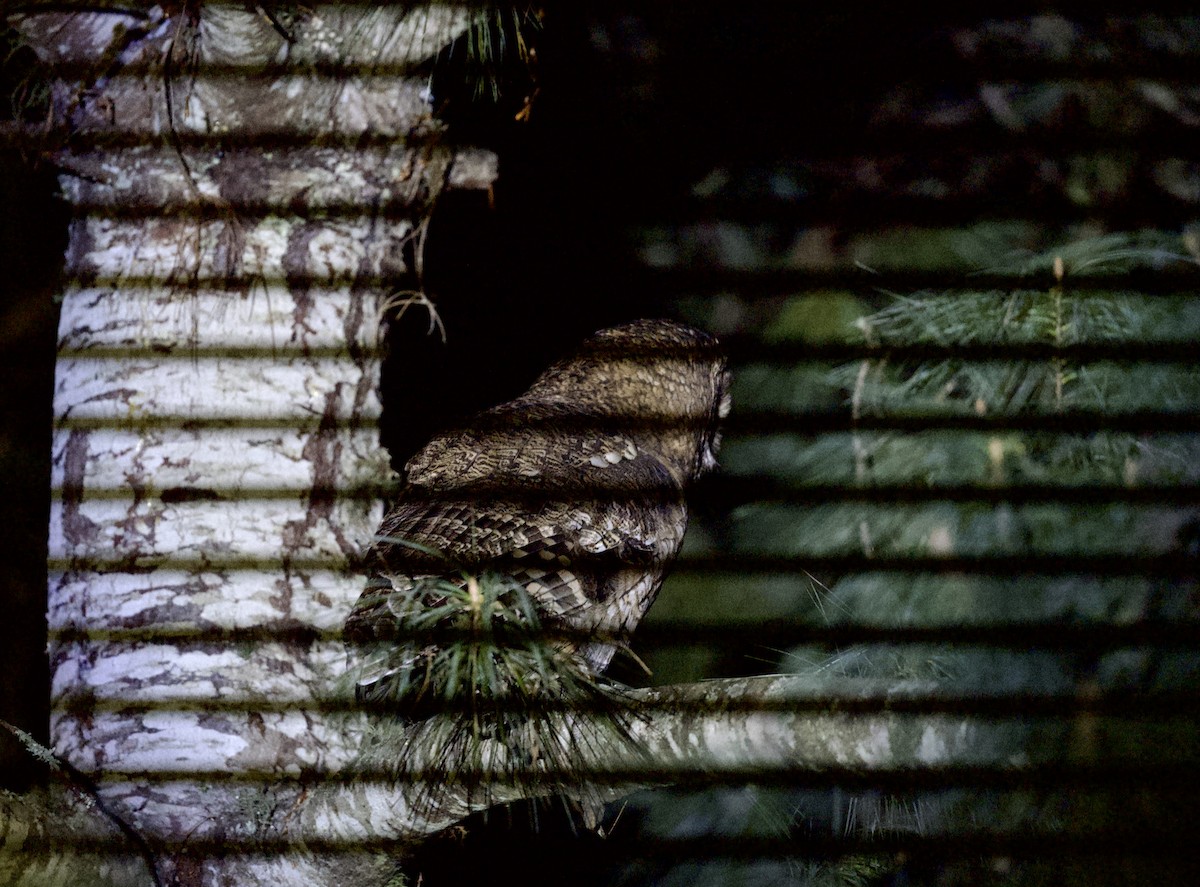 Himalayan Owl - ML645227053