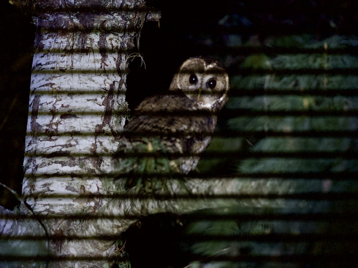 Himalayan Owl - ML645227054