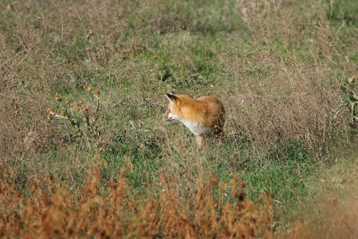 紅狐 - ML645227055