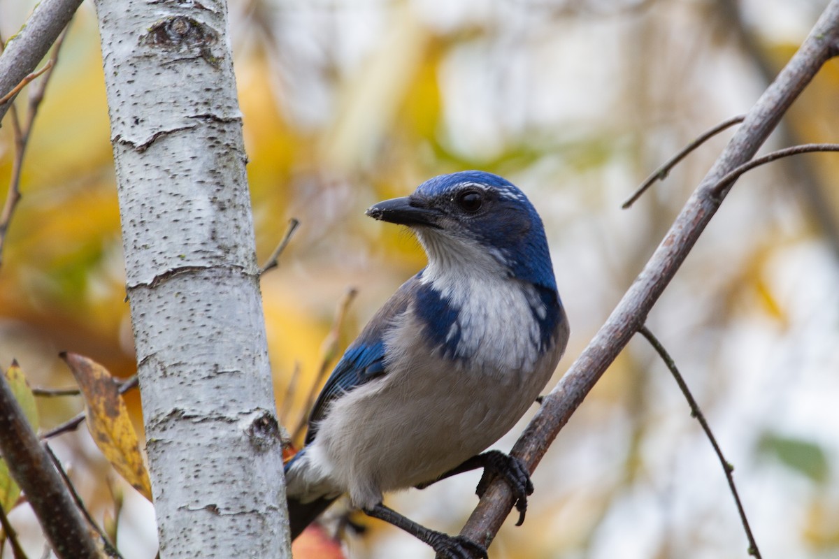 sojka západní - ML645227057