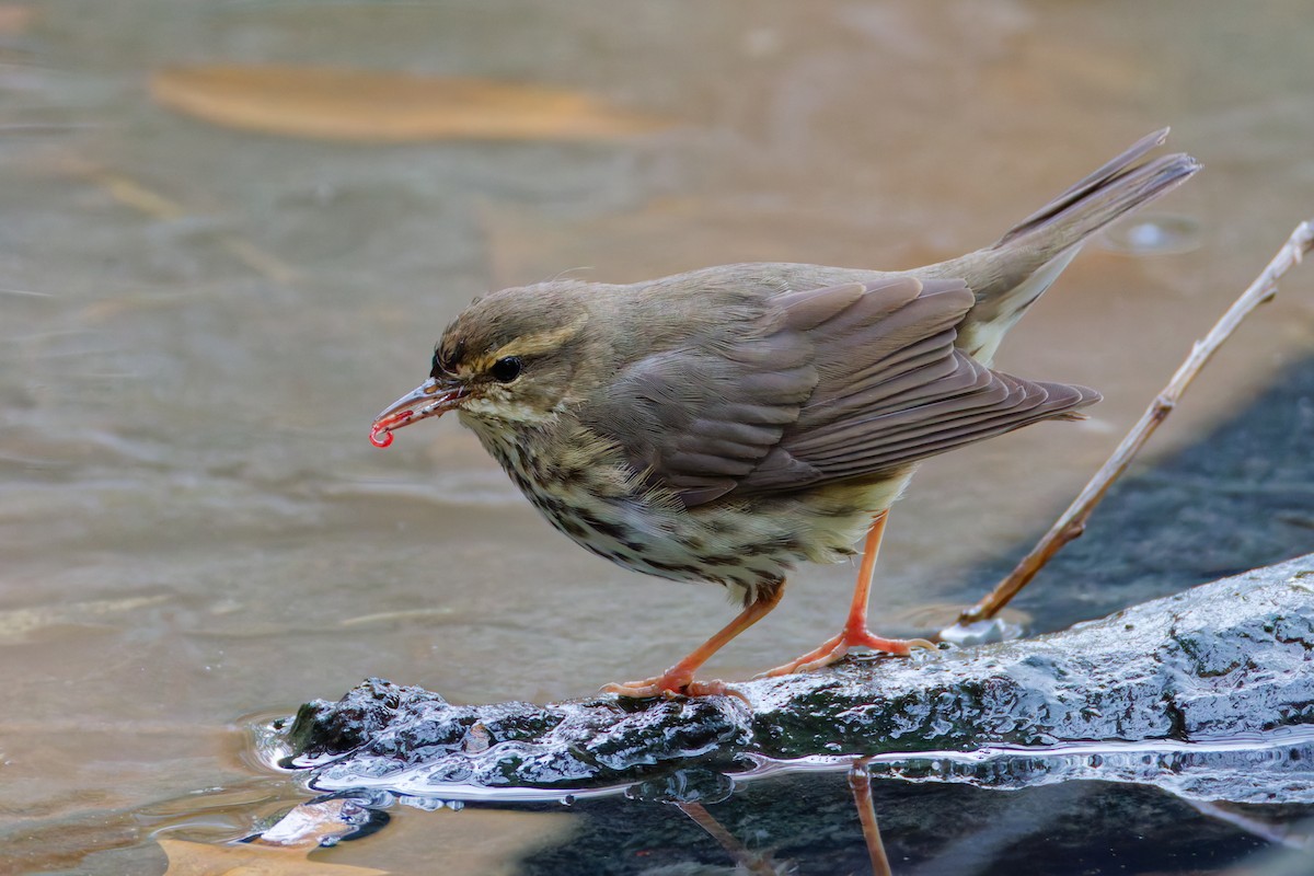 Northern Waterthrush - ML645227058