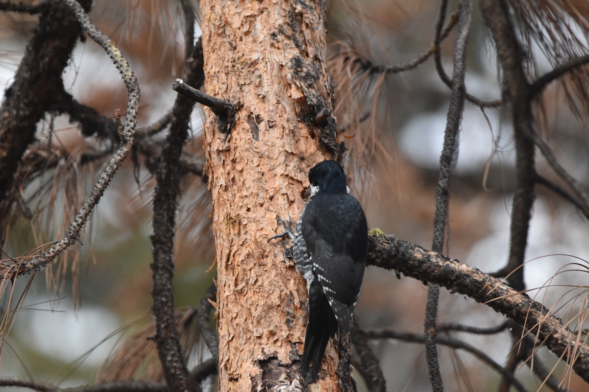 Black-backed Woodpecker - ML645227062