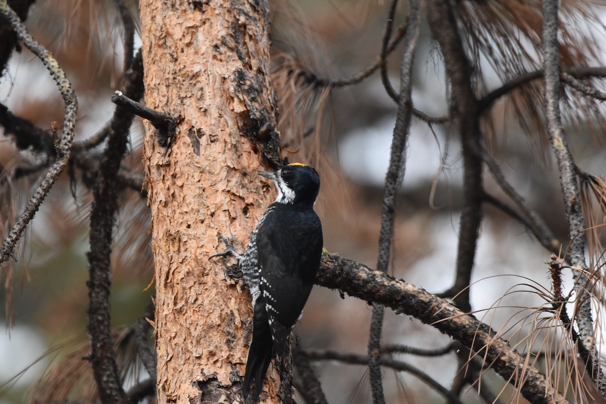 Black-backed Woodpecker - ML645227072