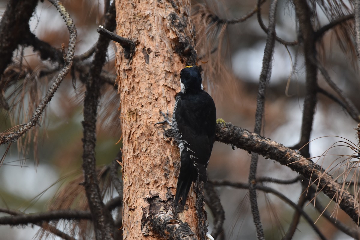 Black-backed Woodpecker - ML645227078