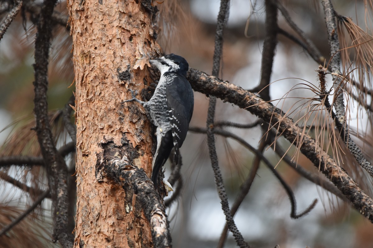 Black-backed Woodpecker - ML645227083