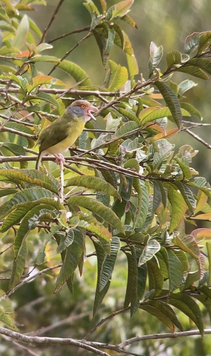 Віреон рудобровий - ML645227089