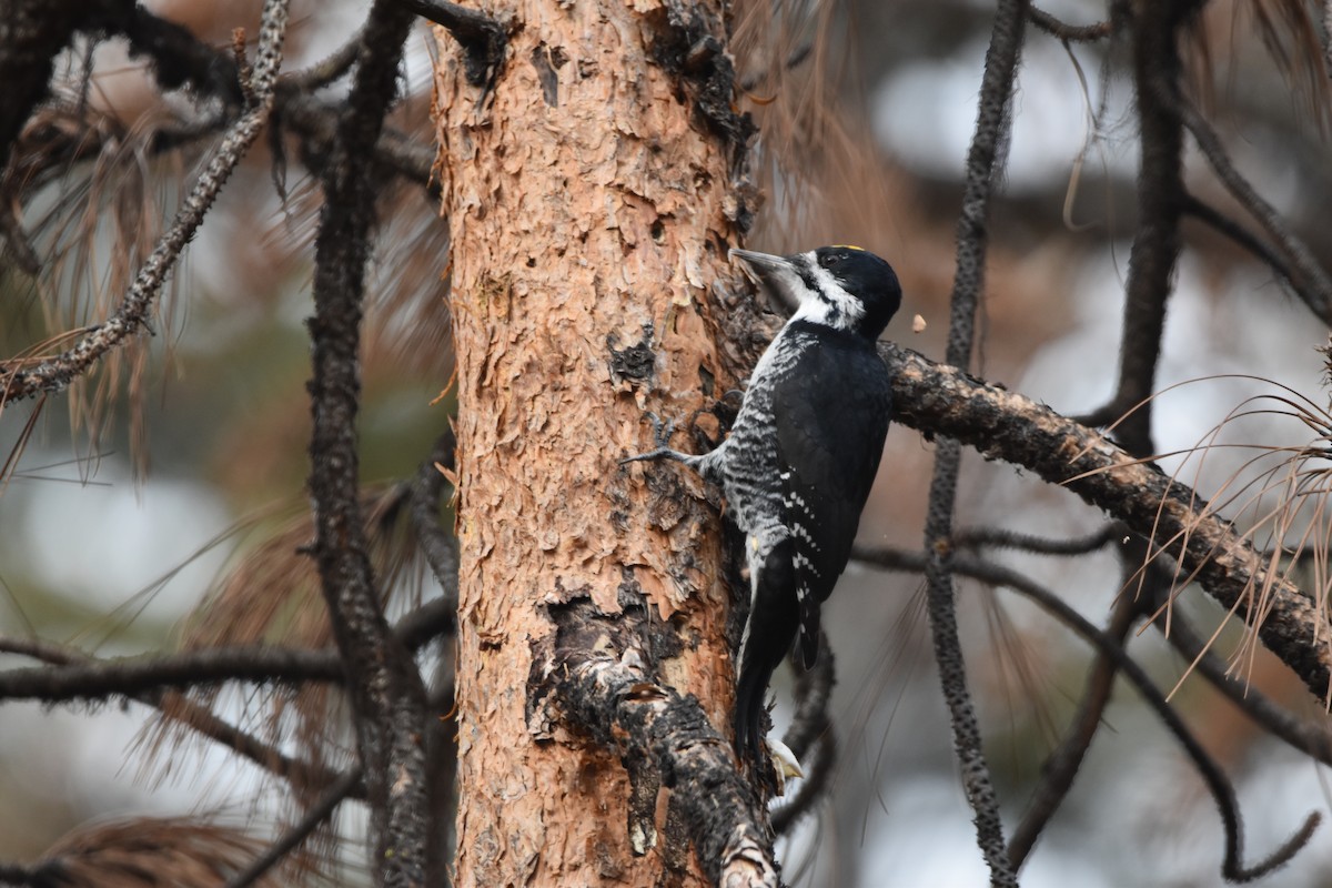 Black-backed Woodpecker - ML645227091