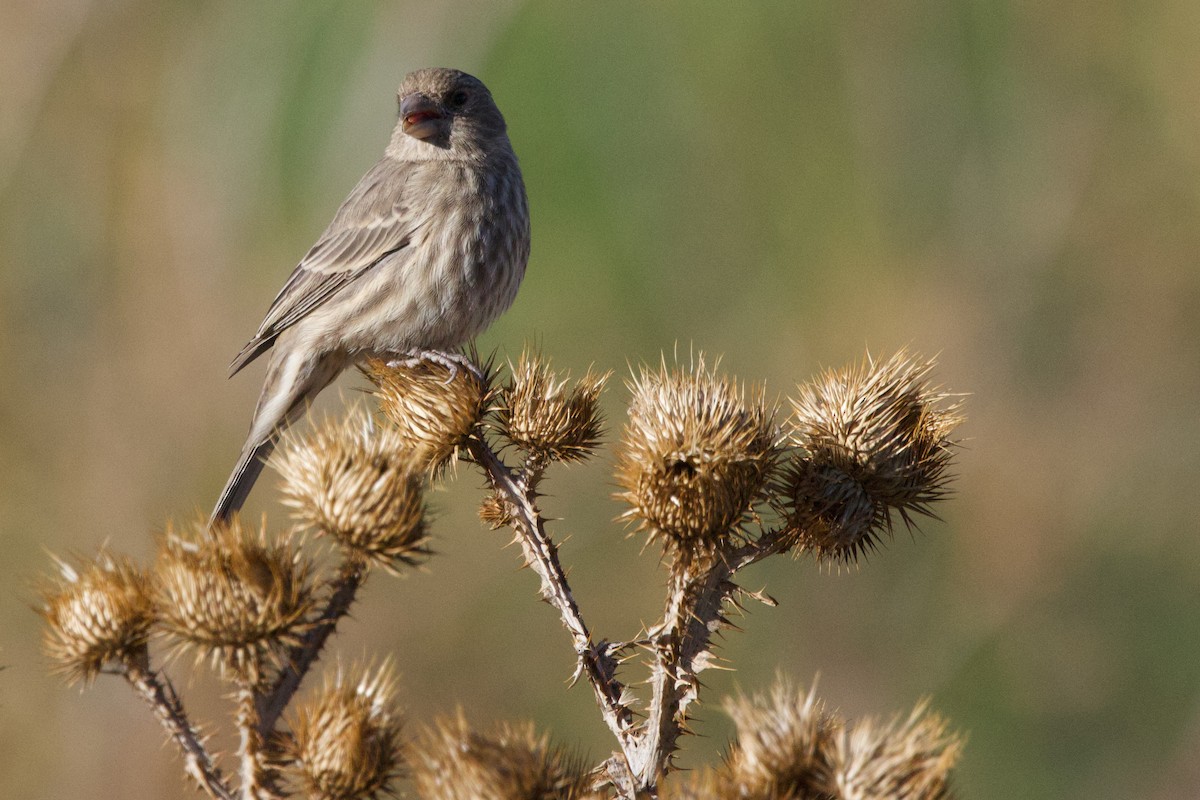 husrosenfink - ML645227117