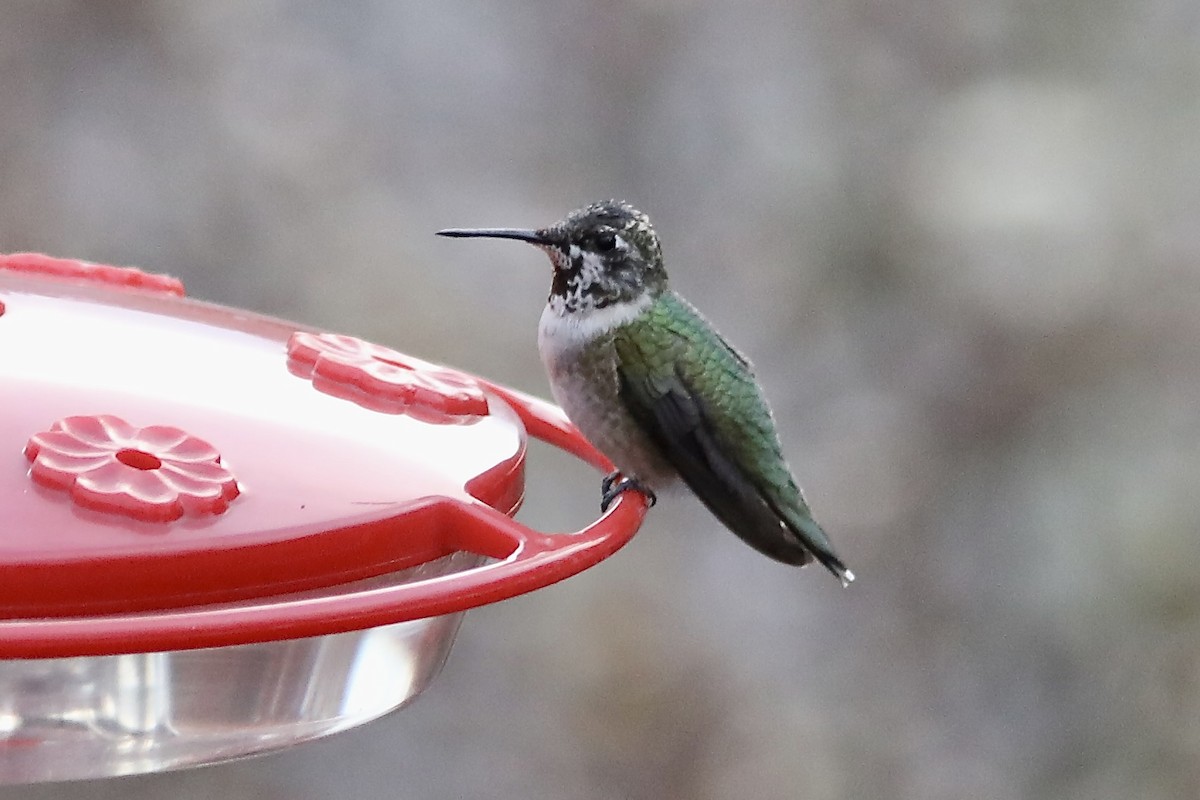 Ruby-throated Hummingbird - ML645227118
