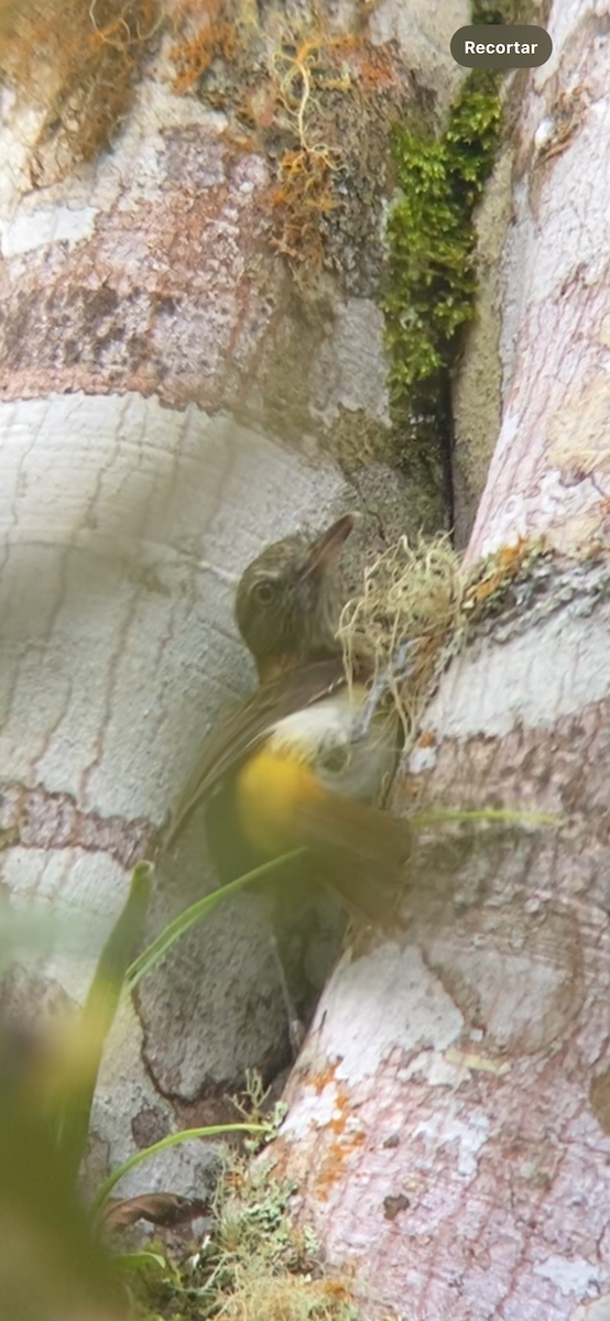 Bright-rumped Attila - ML645227122