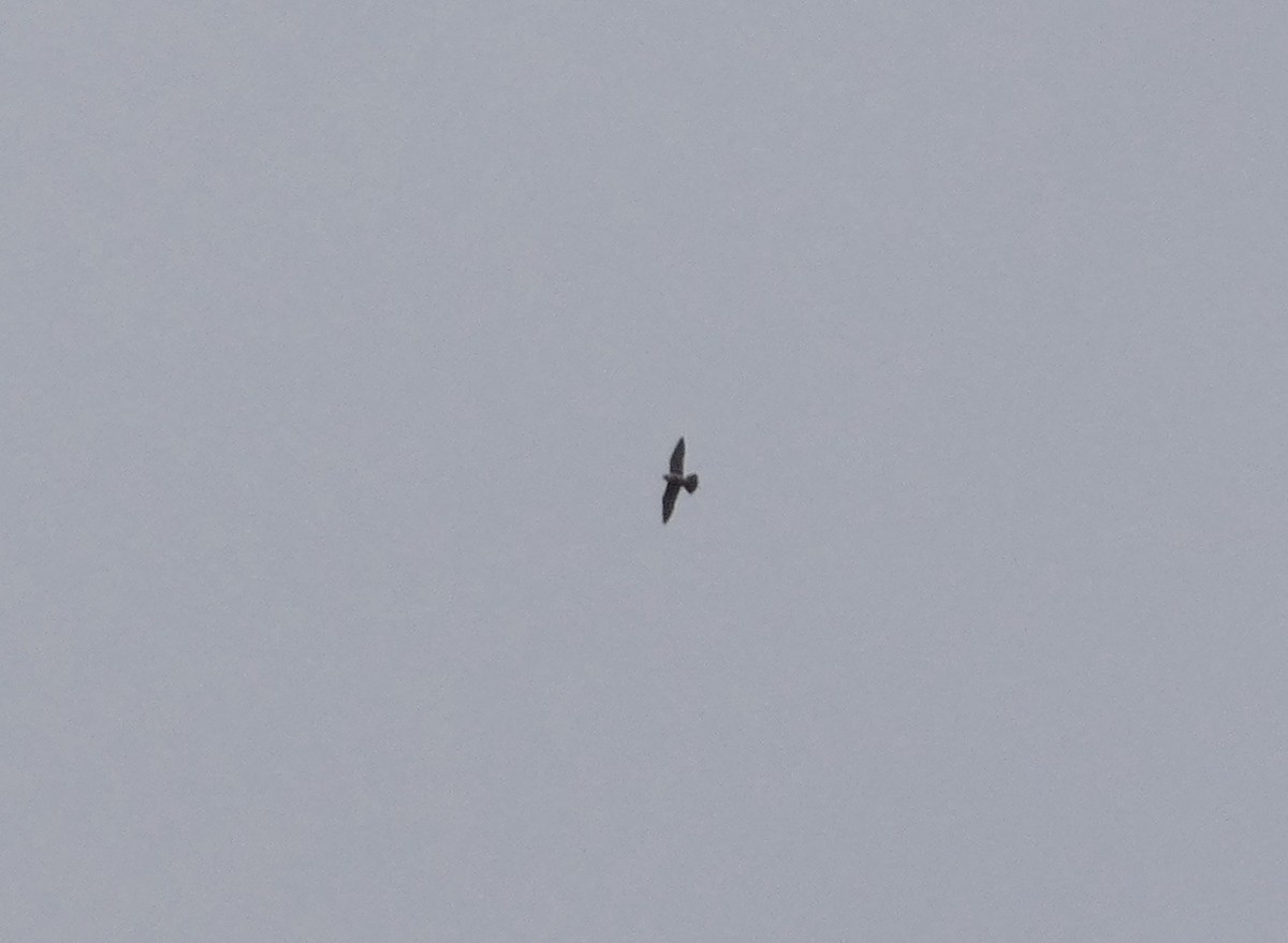 Peregrine Falcon - ML645227126