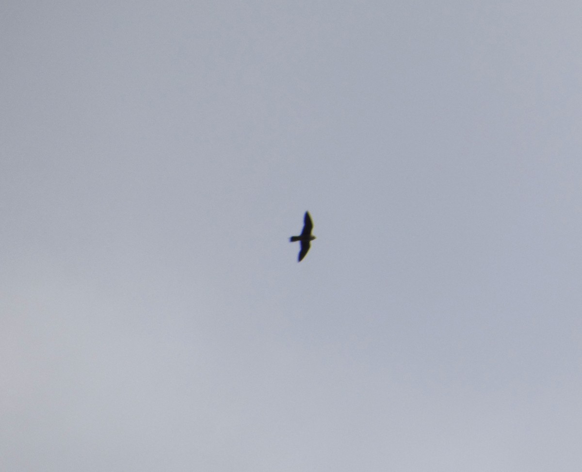 Peregrine Falcon - ML645227127