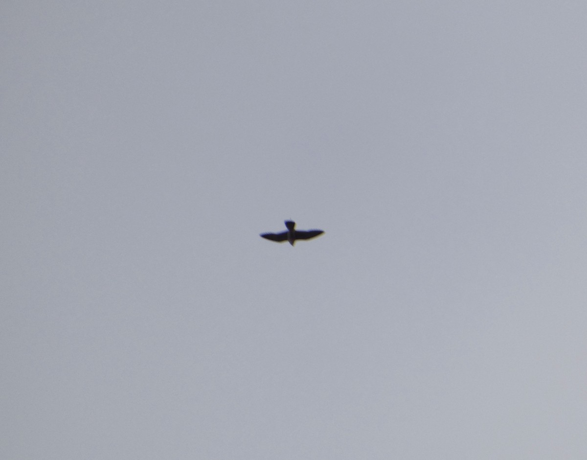 Peregrine Falcon - ML645227128