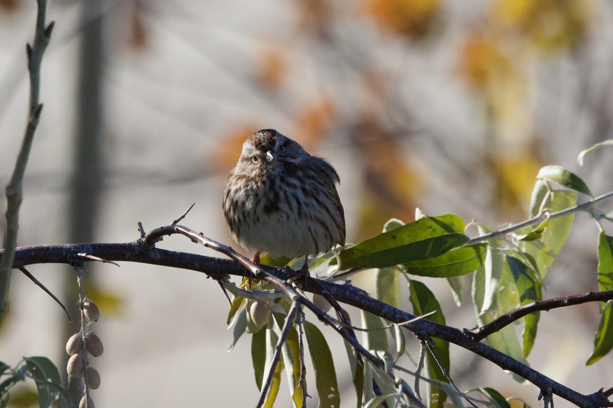 sangspurv (montana/merrilli) - ML645227160