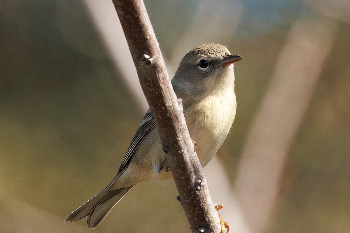 Kiefernwaldsänger - ML645227182