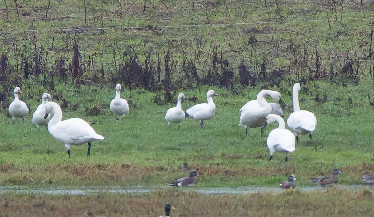 Snow Goose - ML645227183