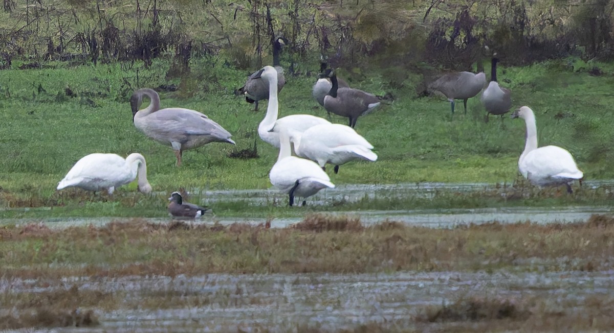 Trumpeter Swan - ML645227185