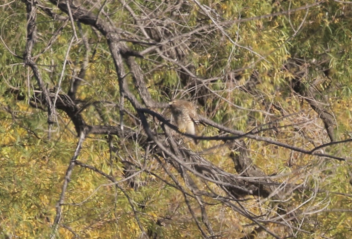 Red-shouldered Hawk - ML645227190