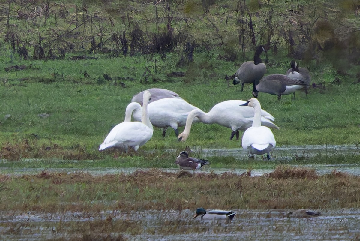 Tundra Swan - ML645227191