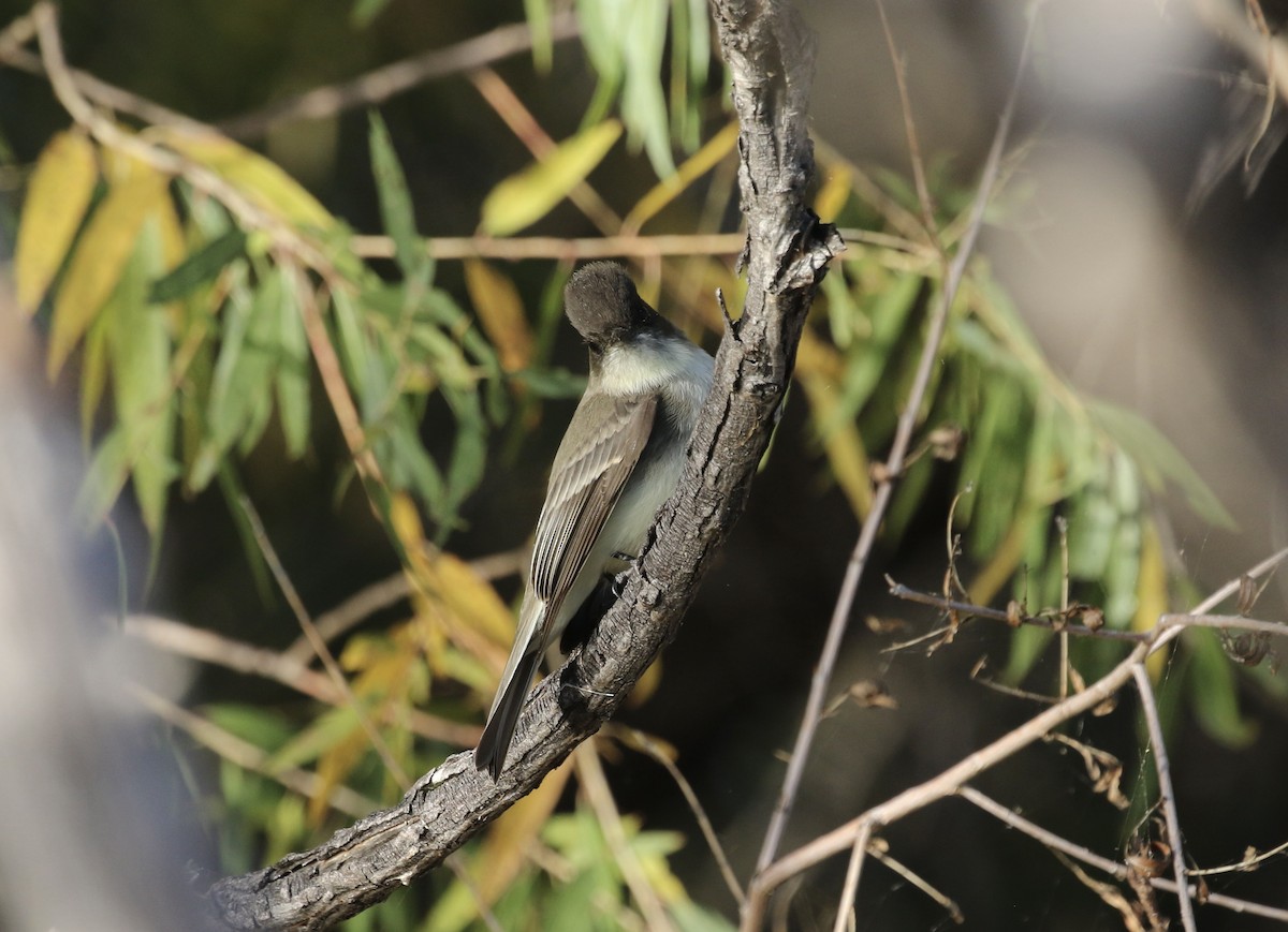 Eastern Phoebe - ML645227193